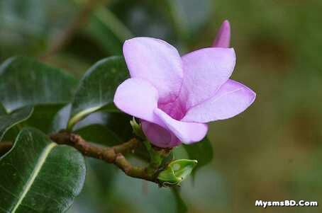 ফুল - Rubber vine (Cryptostegia grandiflora)