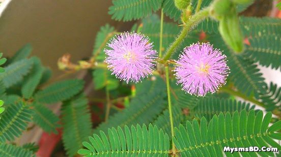 ফুল - লজ্জাবতী (Mimosa pudica)