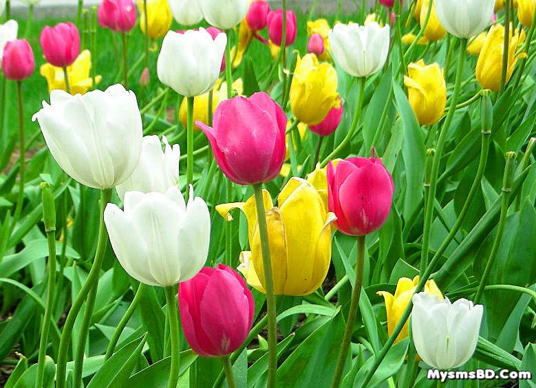 ফুল পরিচিতি - টিউলিপ (Tulipa)