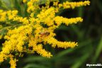 ফুল - গোল্ডেনরড (Solidago spp)