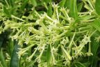 ফুল - হাসনাহেনা (Cestrum nocturnum)