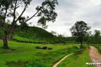 ঈদের ছুটিতে ঘুরে আসুন শ্রীমঙ্গল থেকে