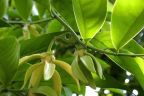ফুল - কাঠালীচাঁপা (Climbing Ylang Ylang)