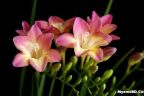 ফুল -Freesia 