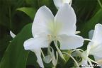 ফুল পরিচিতি - দোলনচাঁপা (Hedychium coronarium)