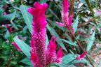 ফুল পরিচিতি - মোরগ ফুল (Celosia argentea)