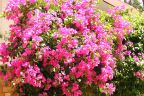 ফুল পরিচিতি - বাগান বিলাস (Bougainvillea)