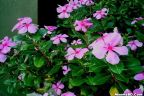 ফুল পরিচিতি - নয়নতারা (Catharanthus roseus)